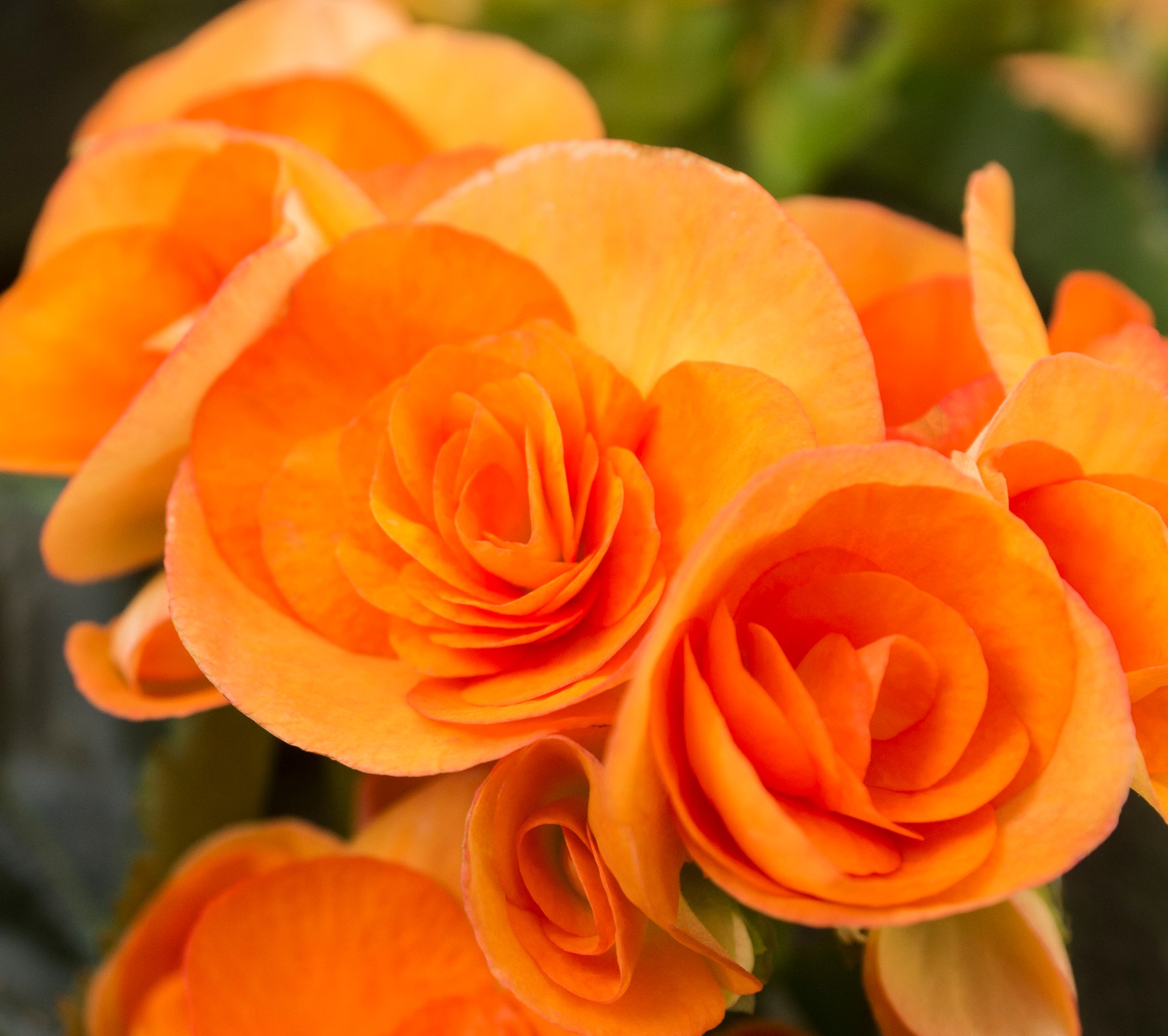 BLOOMページ InBlume Indoor Floral