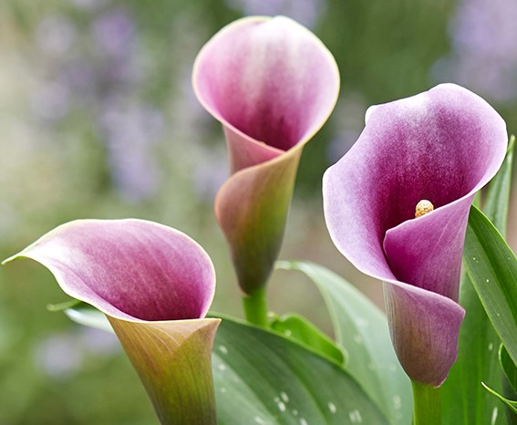 InBlume Indoor Floral