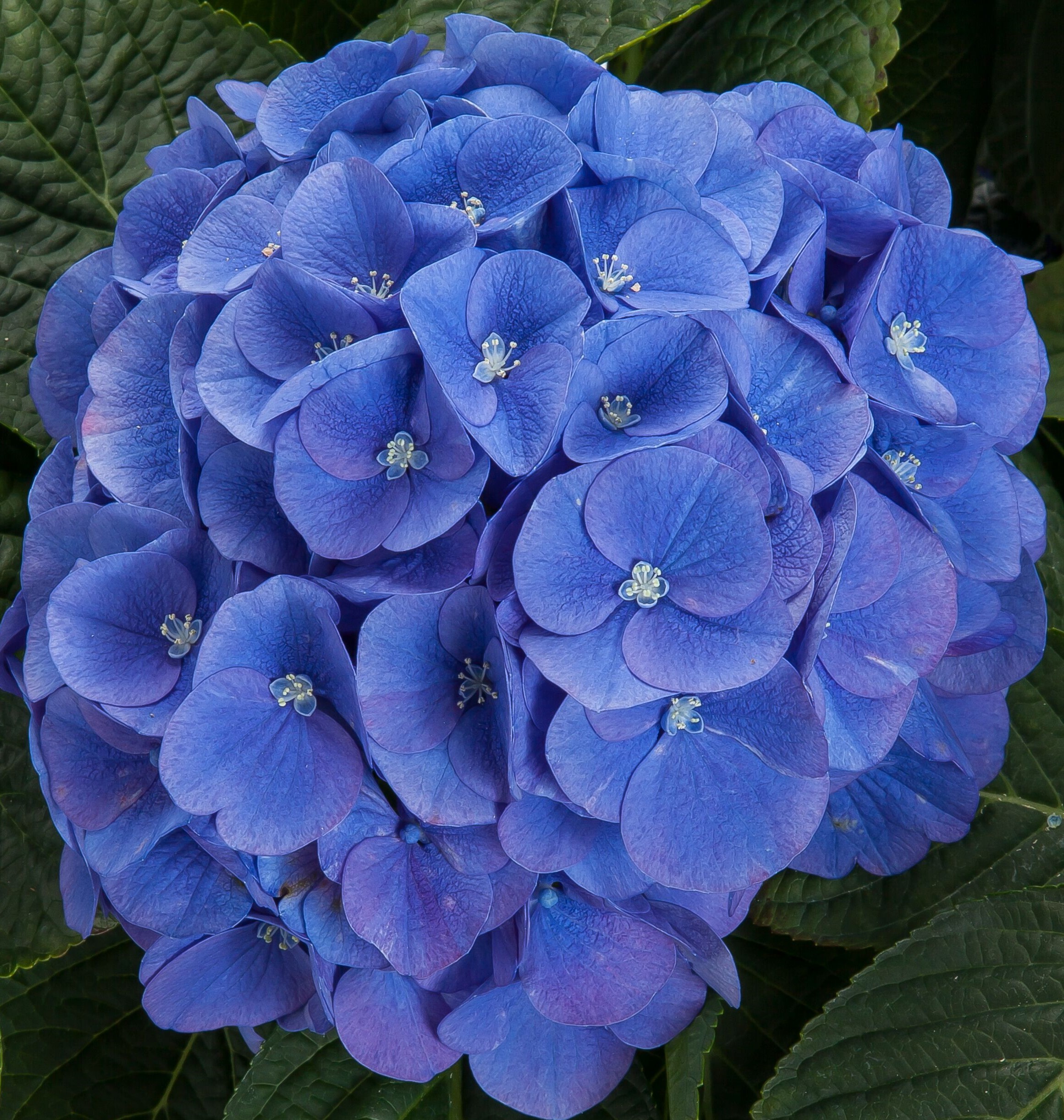 InBlume Indoor Floral