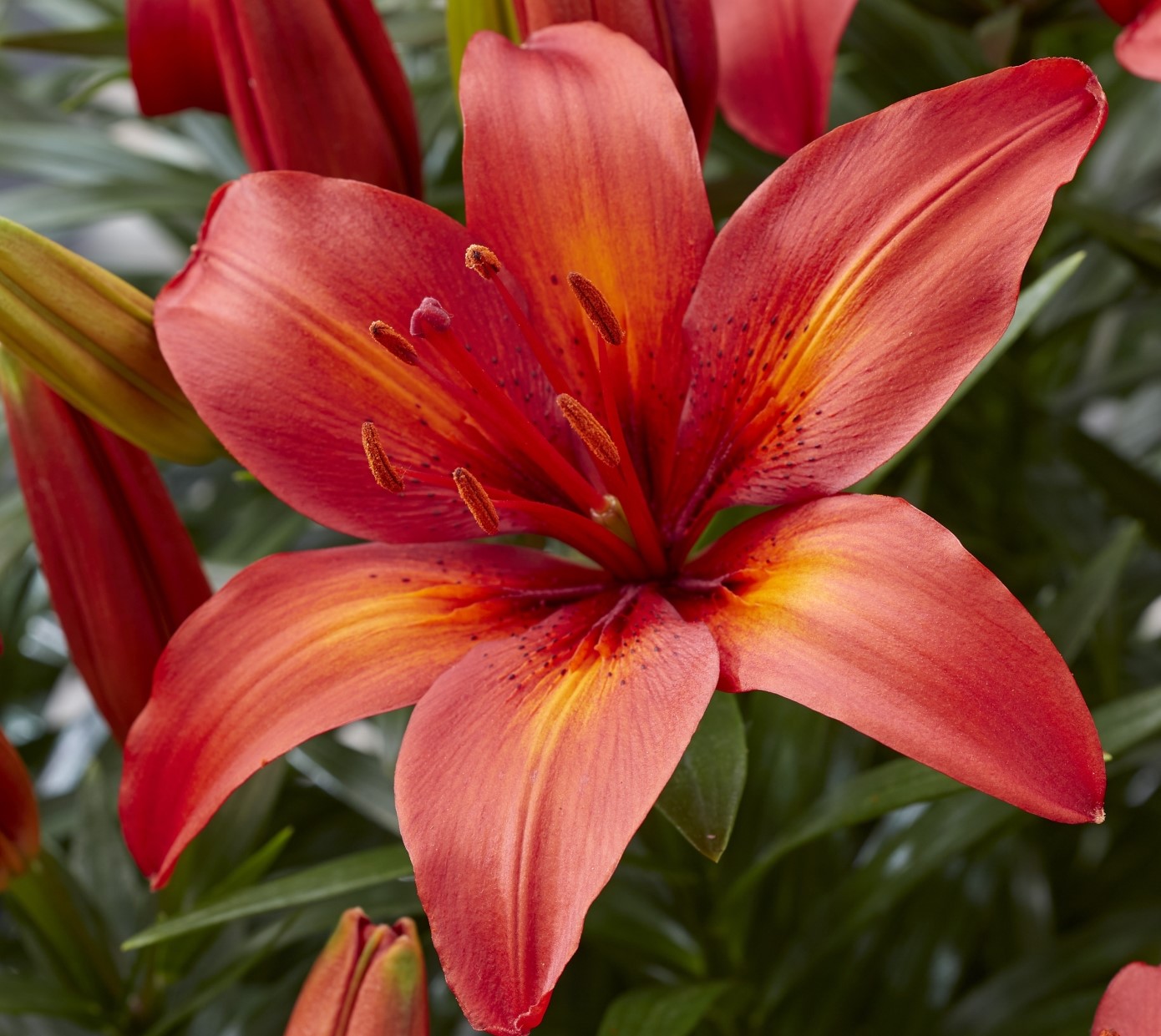 InBlume Indoor Floral